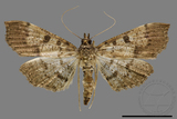 ǦW:Ceratarcha umbrosa