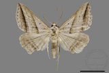 ǦW:Blasticorhinus bifasciata