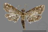 ǦW:Crambidae sp.