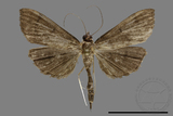 ǦW:Crambidae sp.