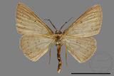 ǦW:Scopula sp.