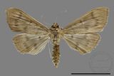 ǦW:Crambidae sp.