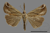 ǦW:Hypena sp.