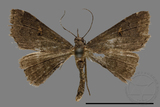 ǦW:Naarda sp.