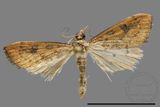 ǦW:Crambidae sp.