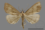 ǦW:Hipoepa biasalis