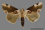 ǦW:Thyatira batis formosicola