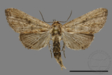 ǦW:Stictopterinae sp.