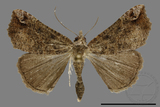 ǦW:Hypena sp.