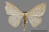 ǦW:Scopula sp.