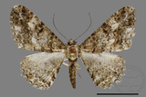 ǦW:Alcis taiwanovariegata