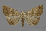 ǦW:Hipoepa biasalis