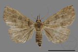 ǦW:Bertula hadenalis persimilis