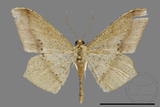 ǦW:Zanclopera calidata