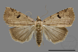 ǦW:Plecoptera sidierogramma