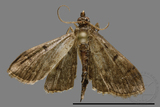 ǦW:Crambidae sp.