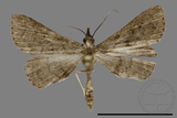 ǦW:Naarda sp.