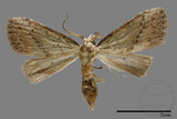 ǦW:Noctuidae sp.