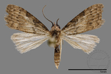 ǦW:Noctuidae sp.