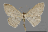 ǦW:Scopula sp.