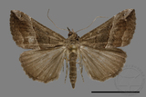 ǦW:Hypena thermesialis