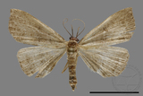 ǦW:Hipoepa biasalis