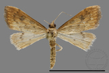 ǦW:Crambidae sp.