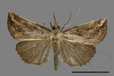 ǦW:Hypena sp.