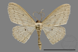 ǦW:Scopula sp.