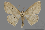 ǦW:Scopula sp.