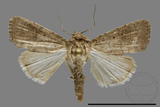 ǦW:Athetis sp.