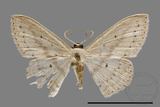 ǦW:Scopula sp.