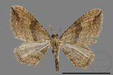 ǦW:Larentiinae sp.