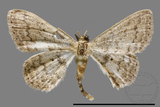 ǦW:Idaea sp.