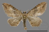 ǦW:Larentiinae sp.