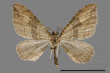 ǦW:Larentiinae sp.