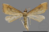 ǦW:Crambidae sp.