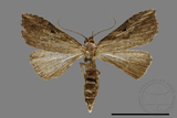 ǦW:Hypena sp.