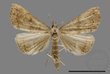 ǦW:Hipoepa biasalis