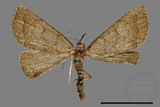 ǦW:Hipoepa biasalis