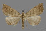 ǦW:Hipoepa biasalis