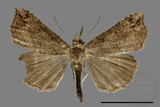 ǦW:Hypena sp.