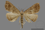 ǦW:Hipoepa biasalis