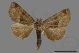 ǦW:Niphonyx segregata