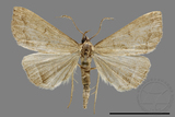 ǦW:Hipoepa biasalis