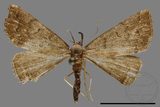 ǦW:Hipoepa biasalis