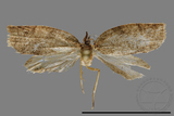 ǦW:Tortricidae sp.