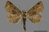 ǦW:Niphonyx segregata