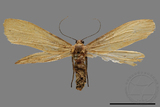 ǦW:Eilema sp.