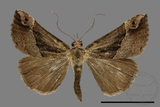 ǦW:Hypena sp.